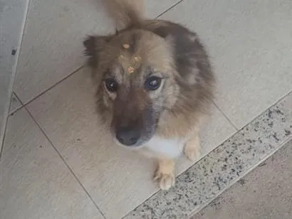 Cachorro raça SRD-ViraLata idade 6 ou mais anos nome Lulu e Eudora