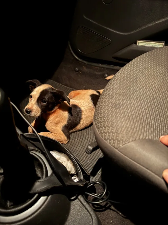 Cachorro raça SRD-ViraLata idade 2 a 6 meses nome Não tem nome 