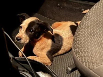 Cachorro raça SRD-ViraLata idade 2 a 6 meses nome Não tem nome 