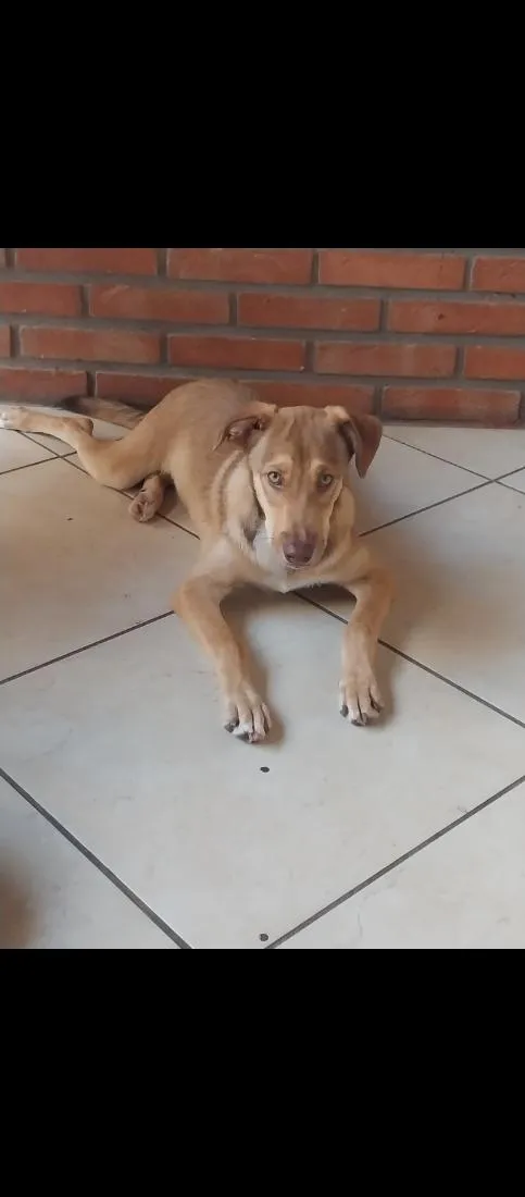 Cachorro raça SRD-ViraLata idade 3 anos nome Tobias