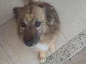 Cachorro raça SRD-ViraLata idade 6 ou mais anos nome Lulu e Eudora