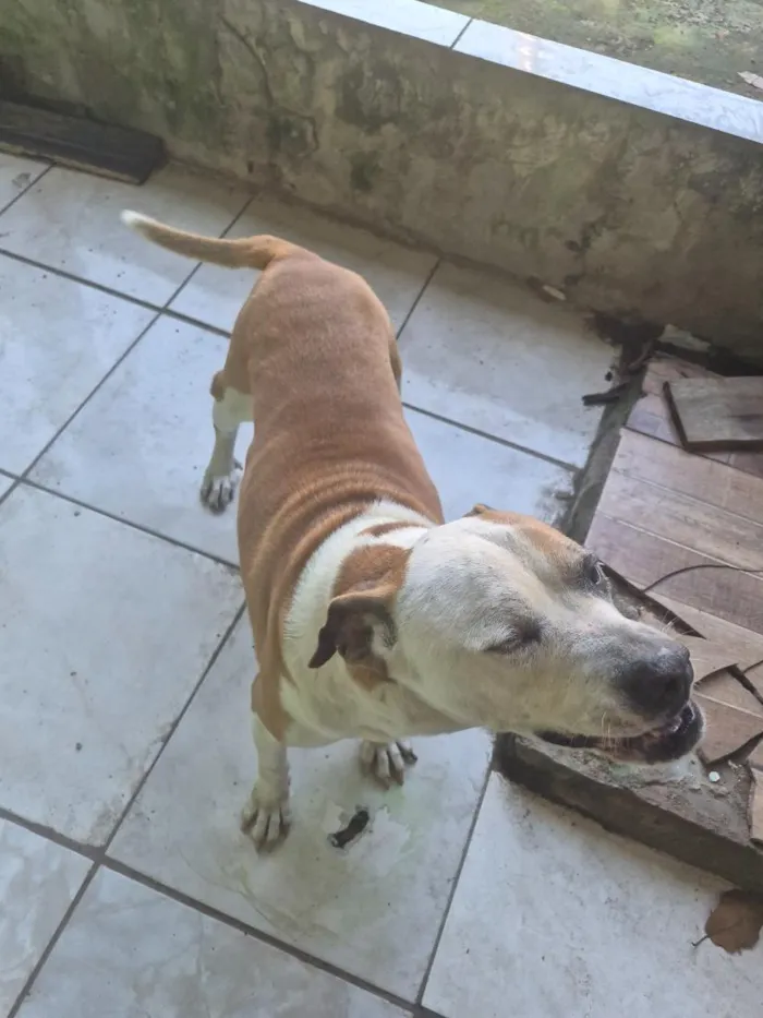Cachorro raça Pit-Bull idade 6 ou mais anos nome Pandora