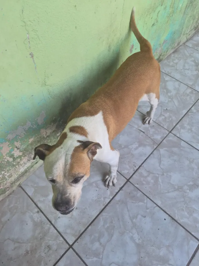 Cachorro raça Pit-Bull idade 6 ou mais anos nome Pandora