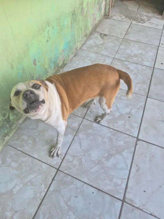 Cachorro raça Pit-Bull idade 6 ou mais anos nome Pandora
