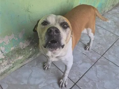 Cachorro raça Pit-Bull idade 6 ou mais anos nome Pandora