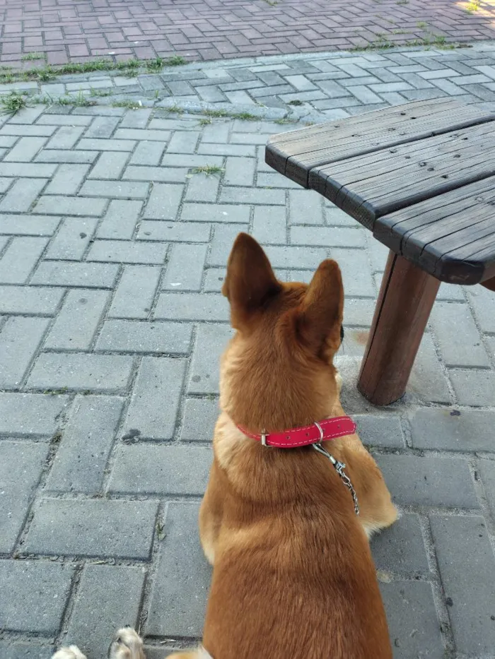 Cachorro raça Pastor Alemão idade 1 ano nome Pipo Francisco
