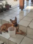 Pipo Francisco