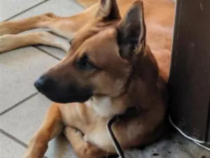 Cachorro raça Pastor Alemão idade 1 ano nome Pipo Francisco