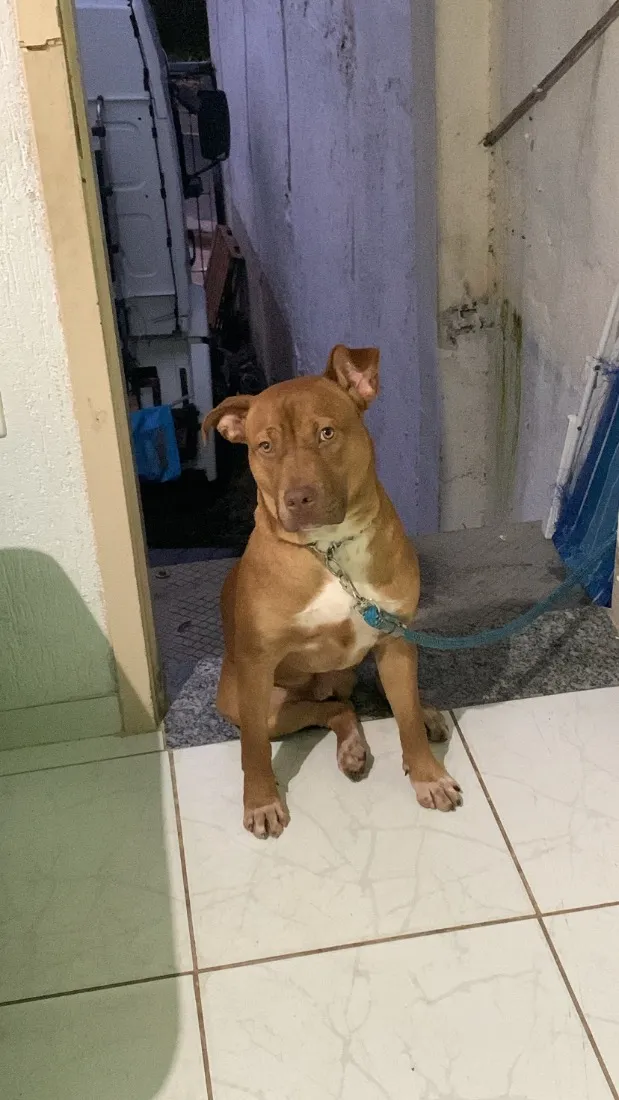 Cachorro raça Pit-Bull idade 7 a 11 meses nome Toreto