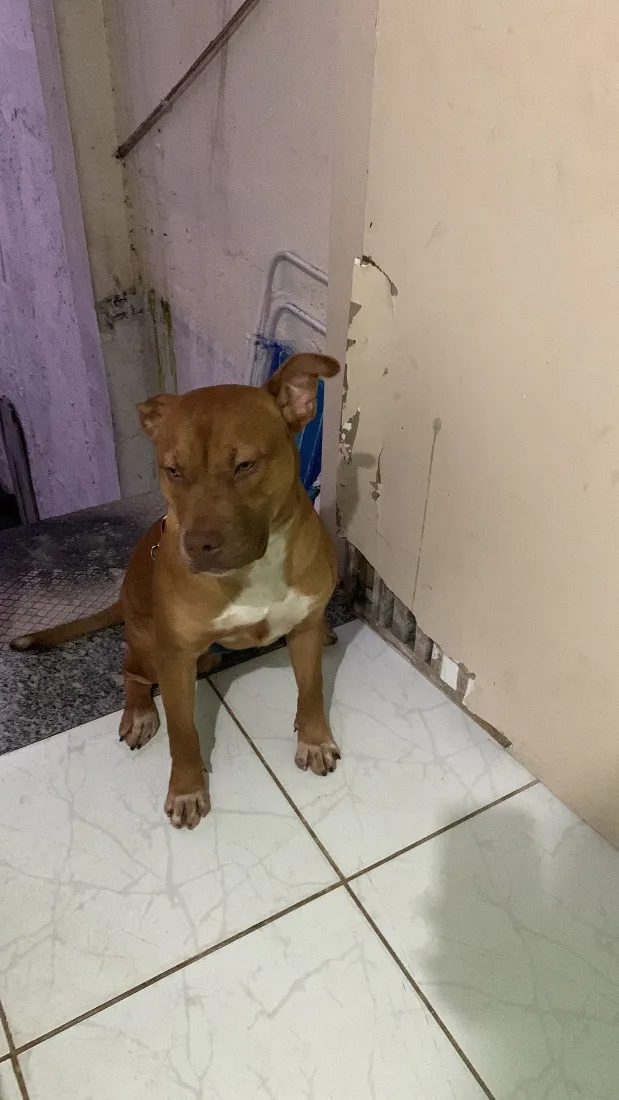 Cachorro raça Pit-Bull idade 7 a 11 meses nome Toreto