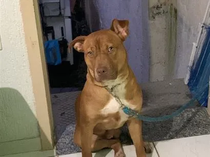 Cachorro raça Pit-Bull idade 7 a 11 meses nome Toreto