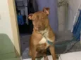 Toreto