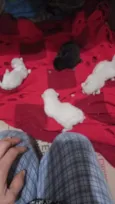 Gatinhos