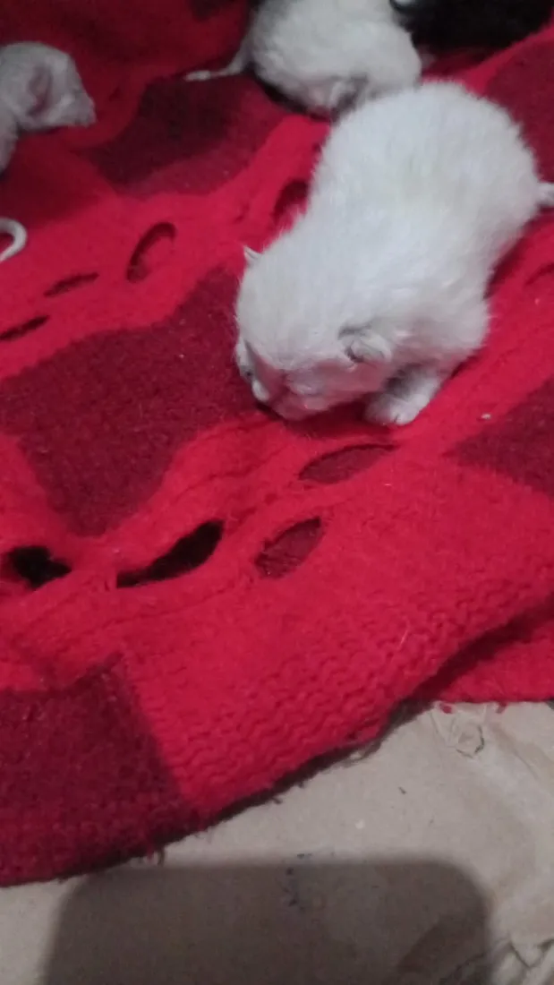 Gato raça SRD-ViraLata idade Abaixo de 2 meses nome Gatinhos