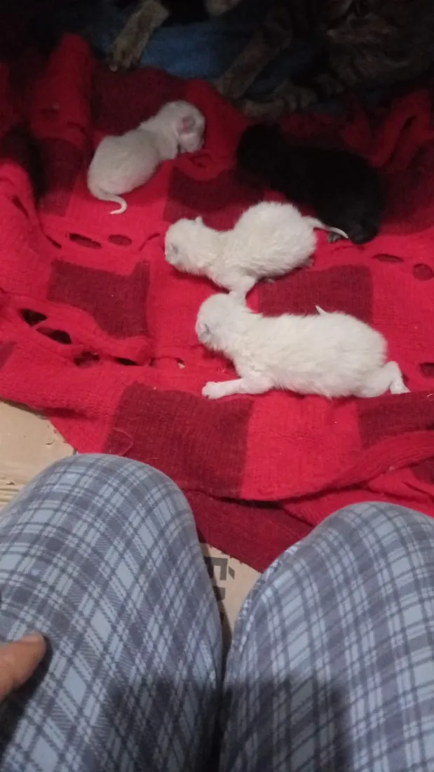 Gato raça SRD-ViraLata idade Abaixo de 2 meses nome Gatinhos