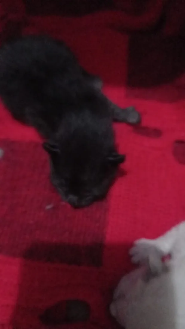 Gato raça SRD-ViraLata idade Abaixo de 2 meses nome Gatinhos