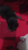 Gatinhos