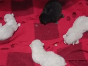 Gato raça SRD-ViraLata idade Abaixo de 2 meses nome Gatinhos
