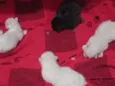Gatinhos