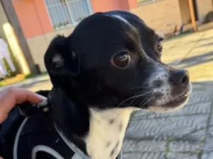Cachorro raça SRD-ViraLata idade 3 anos nome Joaquim