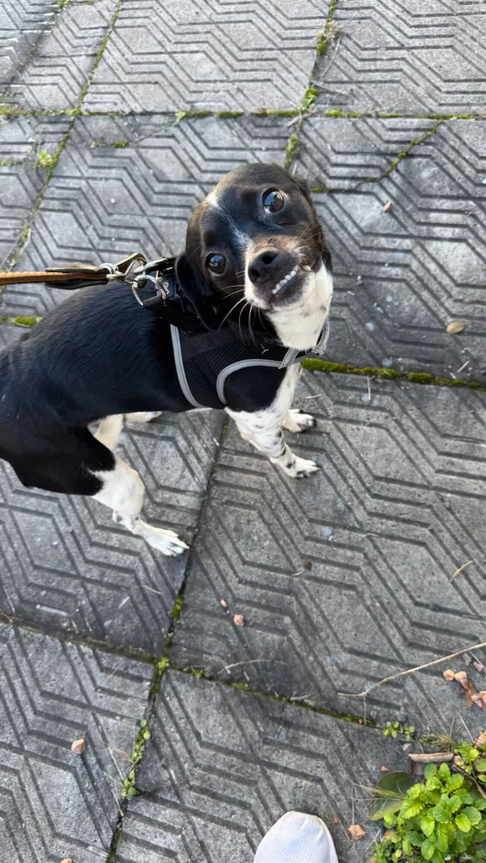 Cachorro raça SRD-ViraLata idade 3 anos nome Joaquim