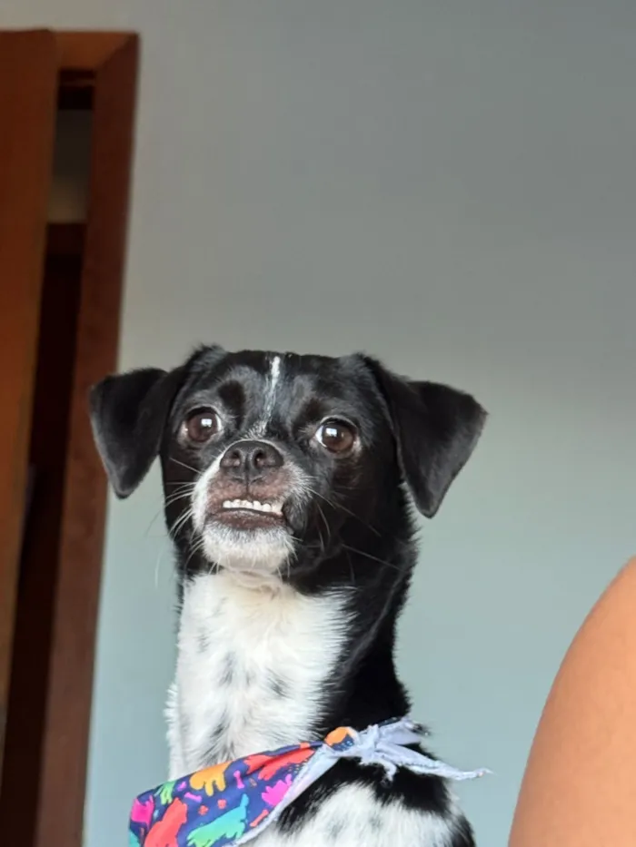 Cachorro raça SRD-ViraLata idade 3 anos nome Joaquim