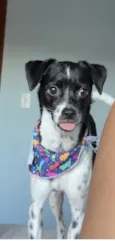 Joaquim