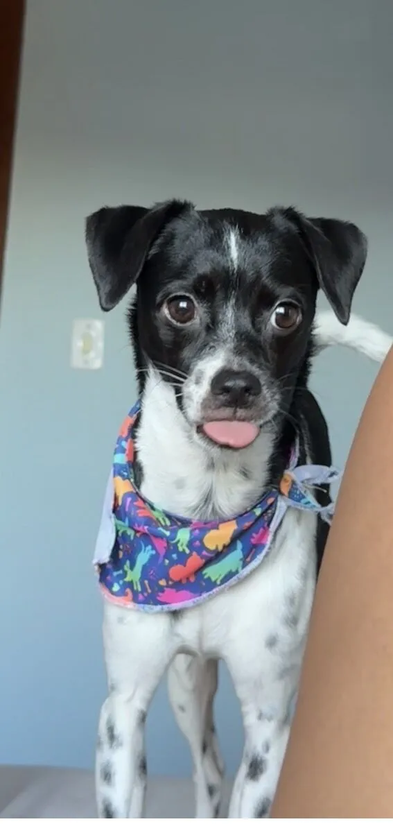 Cachorro raça SRD-ViraLata idade 3 anos nome Joaquim