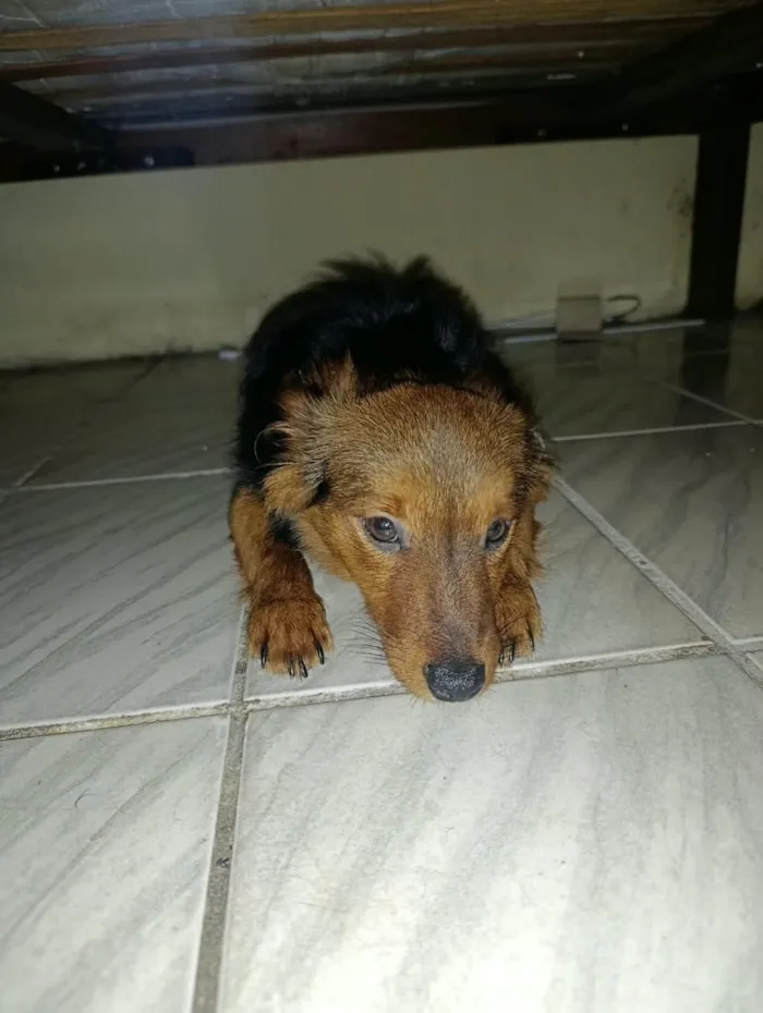 Cachorro raça SRD-ViraLata idade 1 ano nome Bento