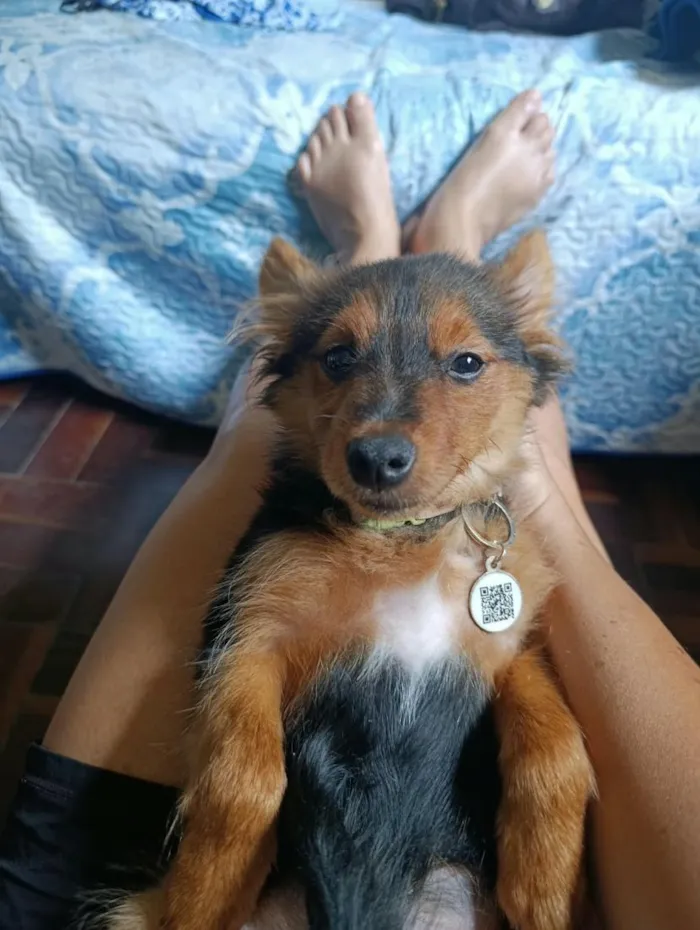Cachorro raça SRD-ViraLata idade 1 ano nome Bento