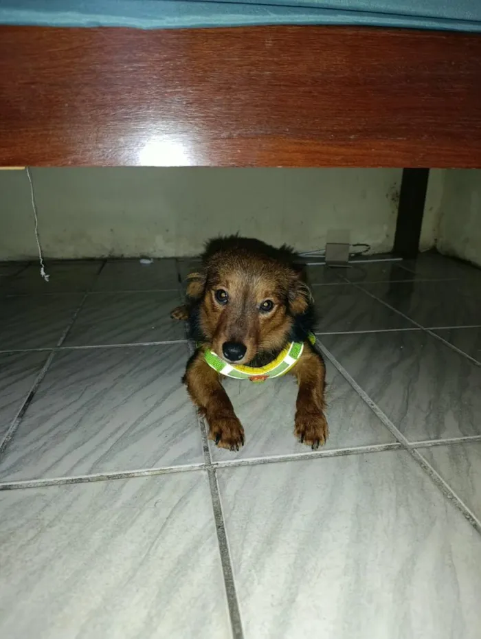 Cachorro raça SRD-ViraLata idade 1 ano nome Bento