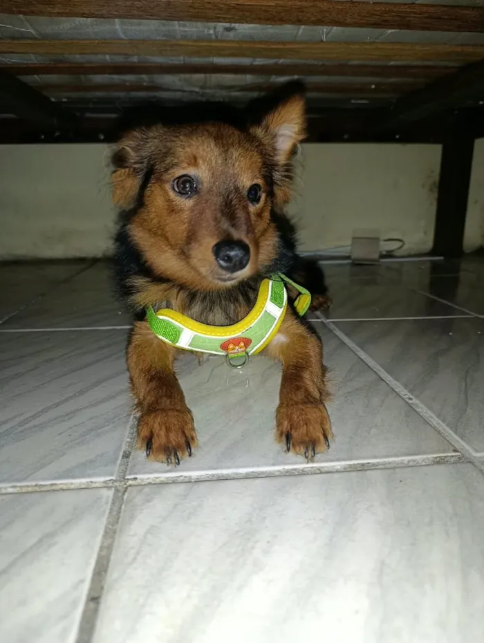 Cachorro raça SRD-ViraLata idade 1 ano nome Bento