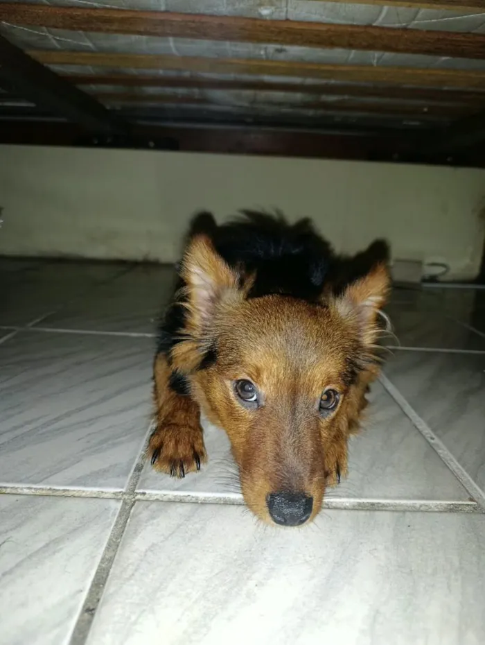 Cachorro raça SRD-ViraLata idade 1 ano nome Bento
