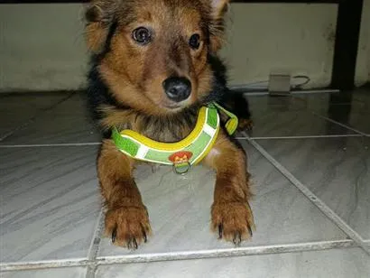 Cachorro raça SRD-ViraLata idade 1 ano nome Bento