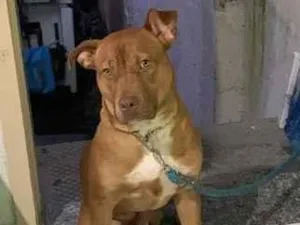 Cachorro raça Pit-Bull idade 7 a 11 meses nome Toreto
