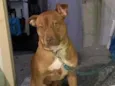 Toreto