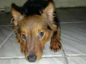 Cachorro raça SRD-ViraLata idade 1 ano nome Bento