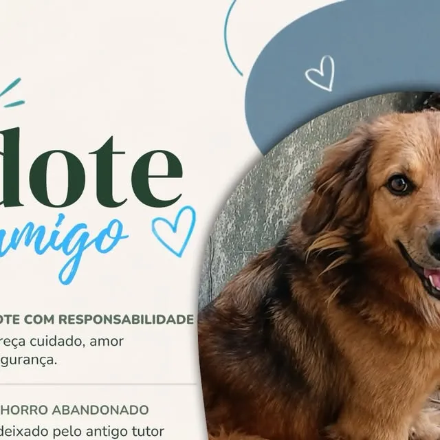 Cachorro raça Labrador idade 6 ou mais anos nome Ralph