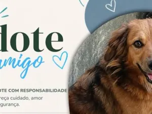 Cachorro raça Labrador idade 6 ou mais anos nome Ralph