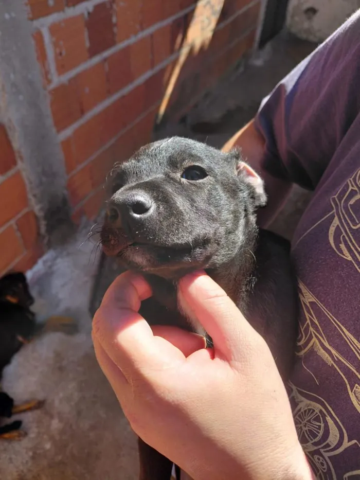 Cachorro raça SRD-ViraLata idade 2 a 6 meses nome filhotes