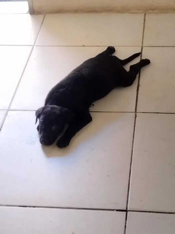 Cachorro raça SRD-ViraLata idade 2 a 6 meses nome filhotes