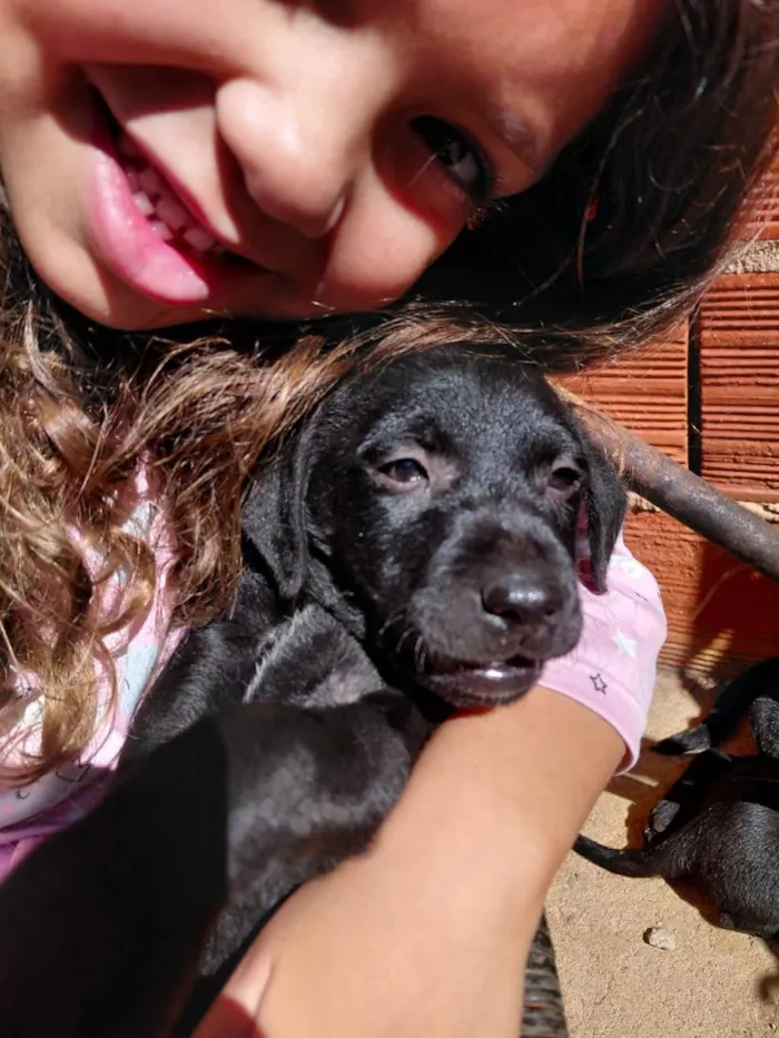 Cachorro raça SRD-ViraLata idade 2 a 6 meses nome filhotes