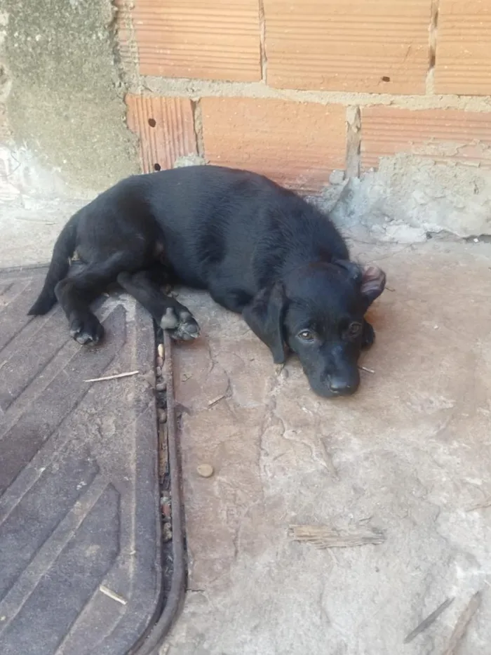 Cachorro raça SRD-ViraLata idade 2 a 6 meses nome filhotes