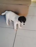 filhotes