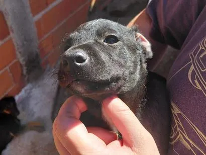 Cachorro raça SRD-ViraLata idade 2 a 6 meses nome filhotes