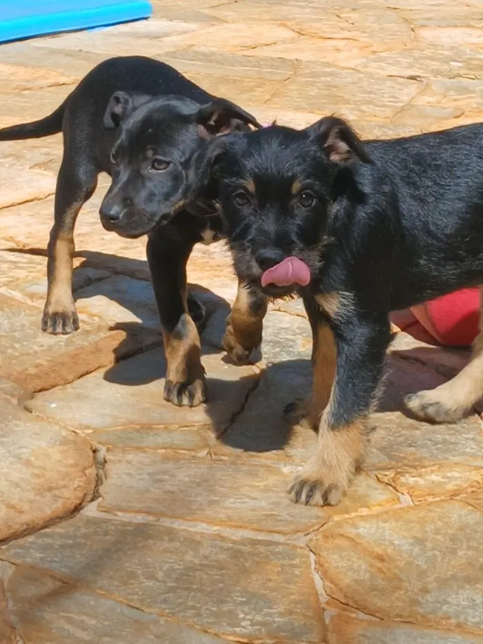 Cachorro raça SRD-ViraLata idade 2 a 6 meses nome Princesa