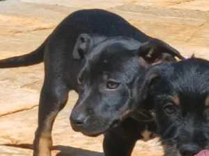 Cachorro raça SRD-ViraLata idade 2 a 6 meses nome Princesa