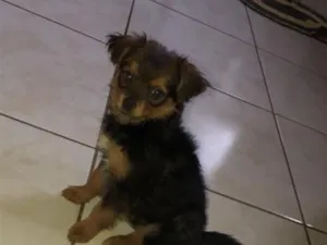 Cachorro raça SRD-ViraLata idade 2 a 6 meses nome Apolo