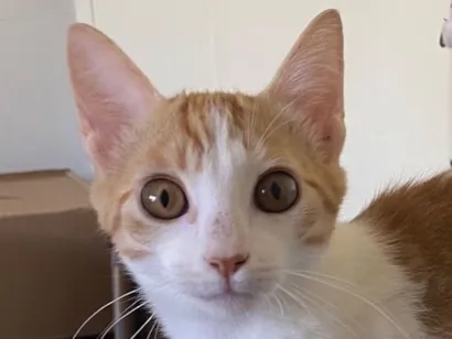 Gato raça SRD-ViraLata idade 2 a 6 meses nome Dudu