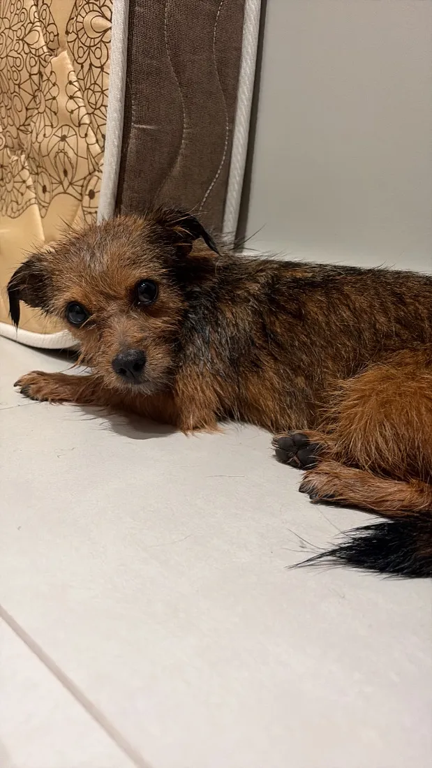 Cachorro raça SRD-ViraLata idade 2 anos nome Nina 